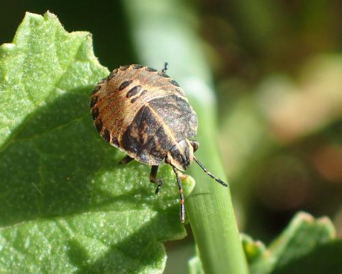 Réf. 251 644 : Graphosoma italicum